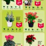 Aldi folleto semanal del 4 al 10 de diciembre 2024